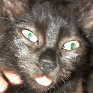 Meet your Posher, Molly